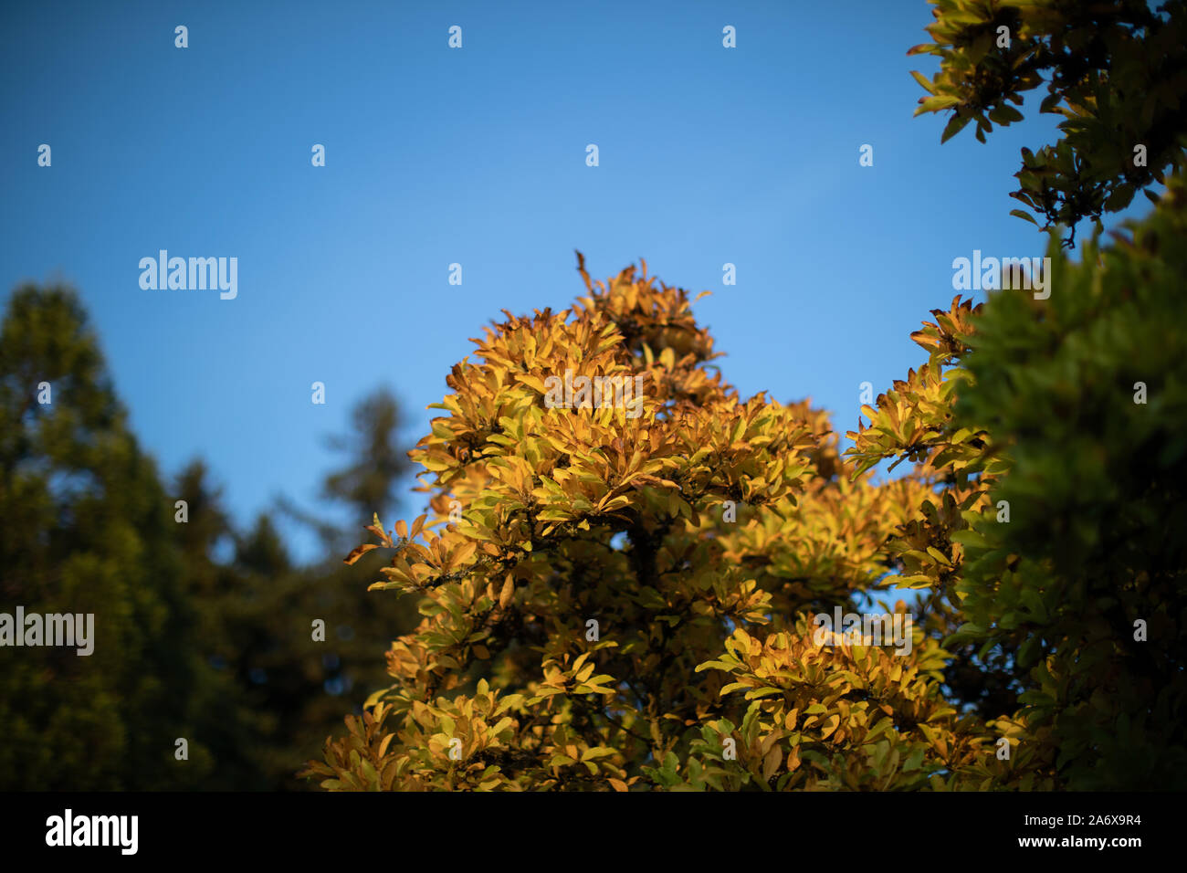 Les arbres d'automne à Mt. Tabor Park à Portland, Oregon Banque D'Images