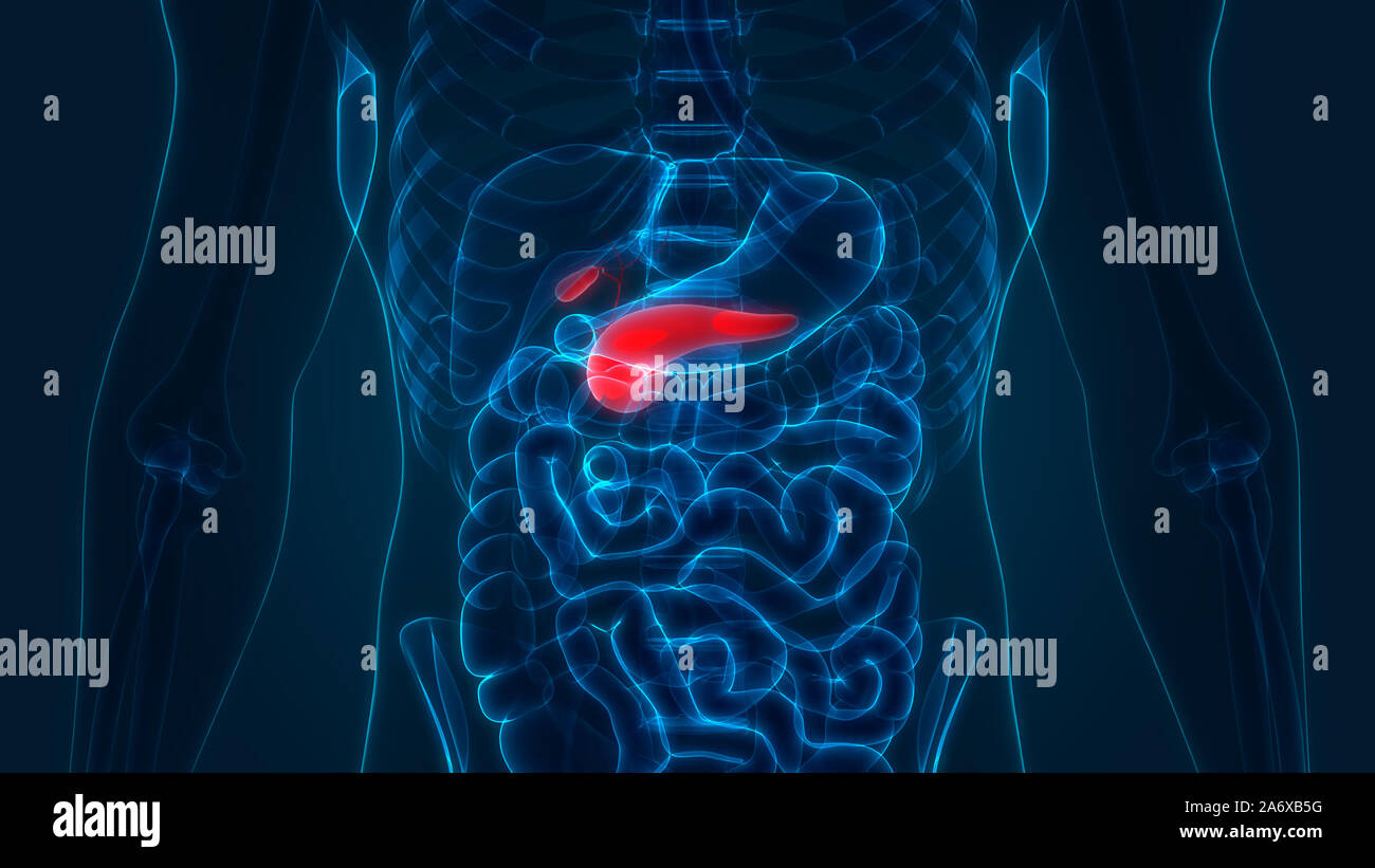 Pancréas d'organe interne humain avec vésicule biliaire Anatomie Banque D'Images