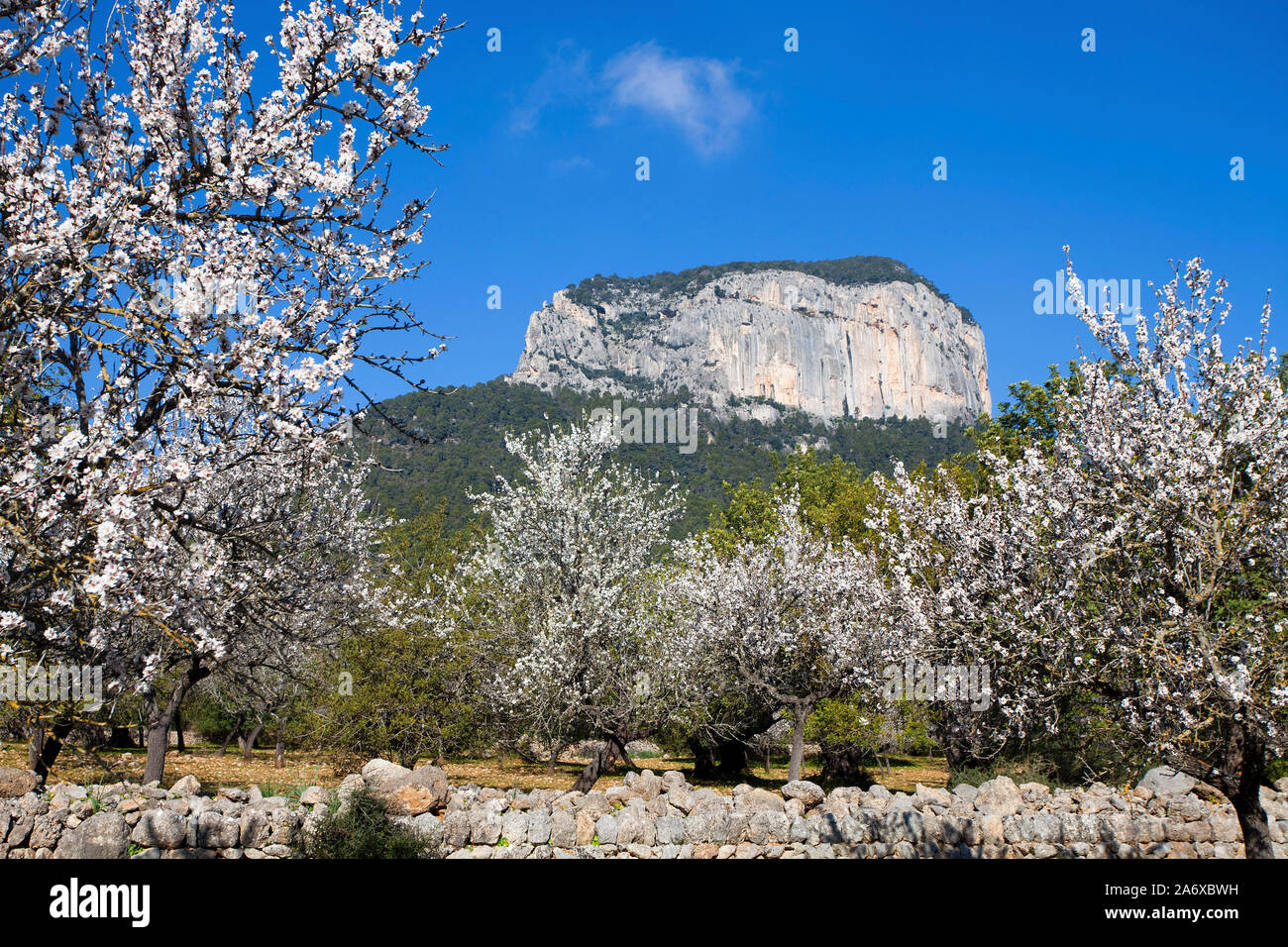 Amandiers prospères (Prunus dulcis) à fleur d'amandier, Alaro, Serra de Tramuntana, à Majorque, Baléares, Espagne, Île-Baleraric Banque D'Images