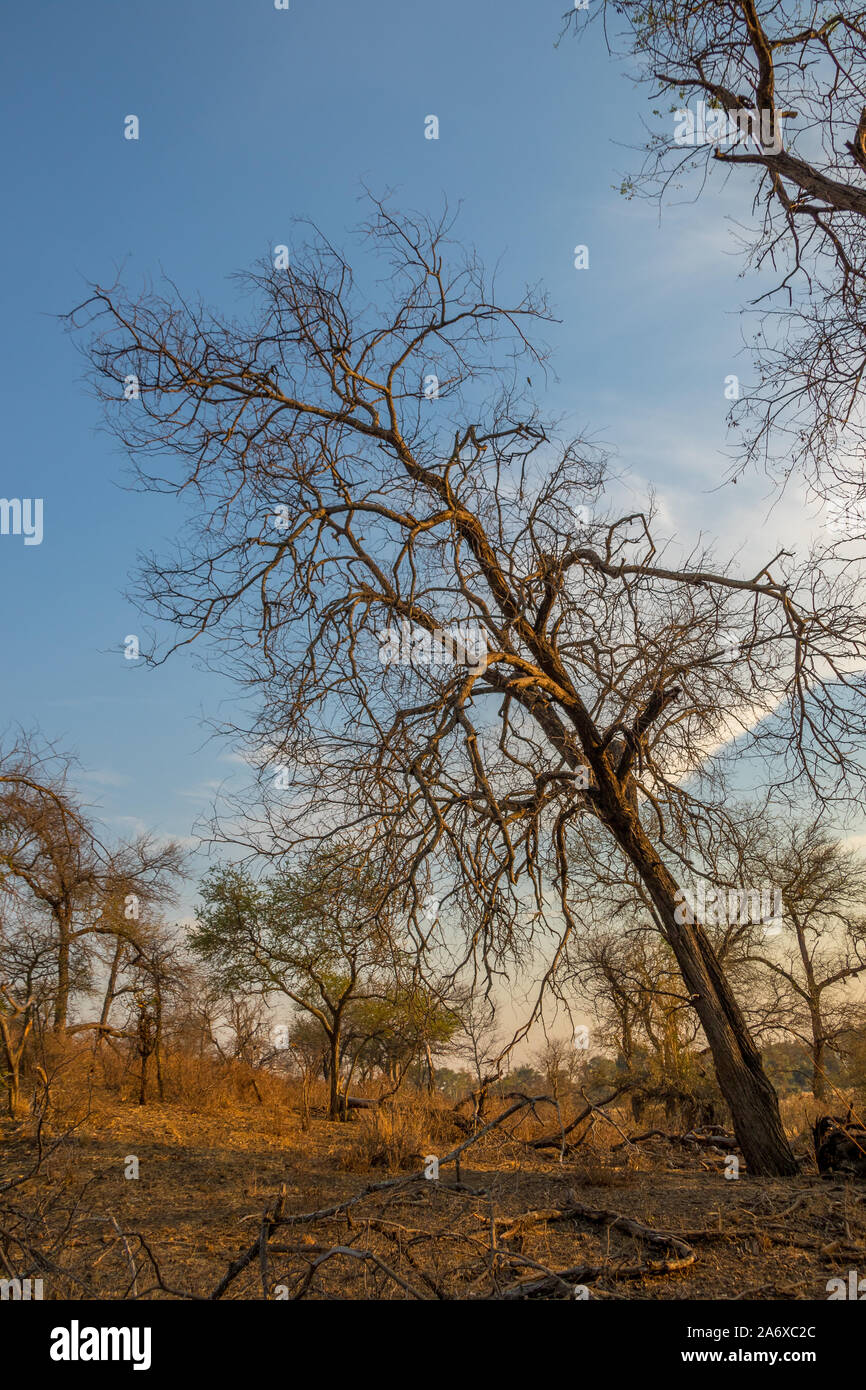 Un arbre sec de vous pencher sur le côté qui poussent sur les pentes d'une colline de droit avec l'espace de copie en format vertical Banque D'Images