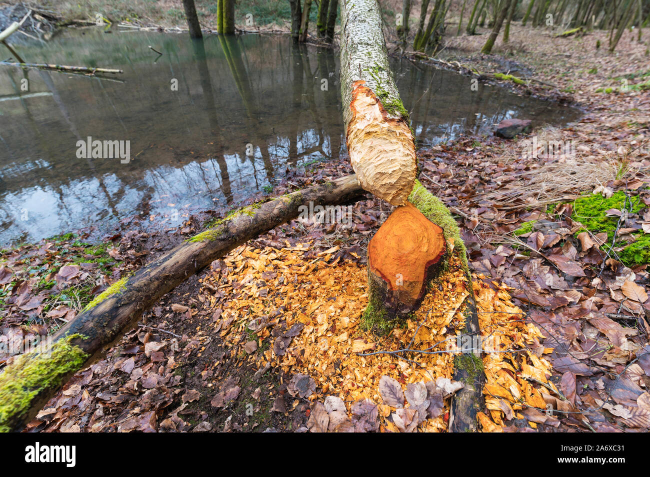 Les troncs d'arbres rongés par les castors d'Europe, Castor fiber, Spessart, Bavaria, Germany Banque D'Images