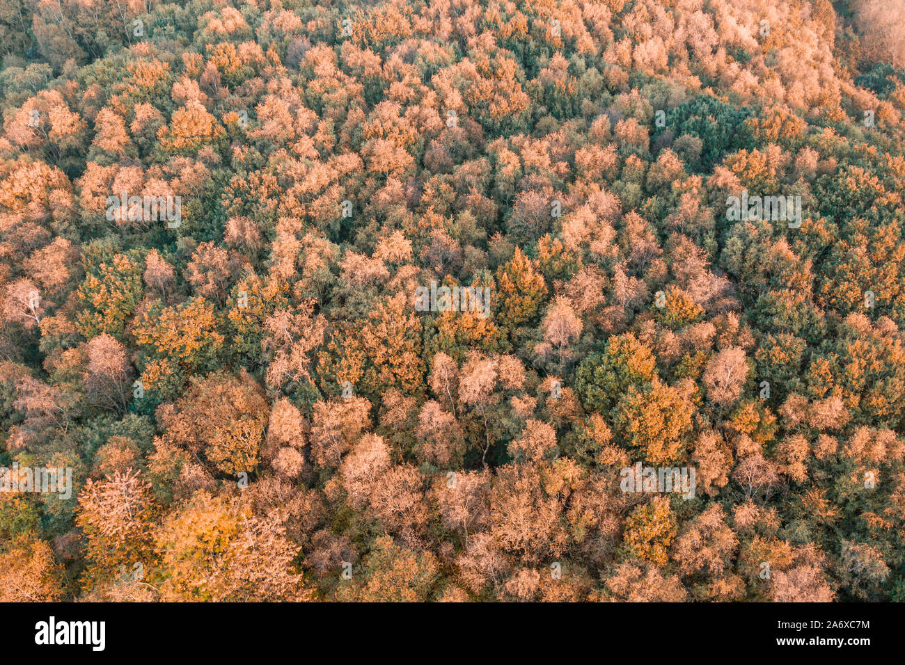 Vue aérienne du haut vers le bas sur les arbres colorés automnales chaleureuses au coucher du soleil Banque D'Images
