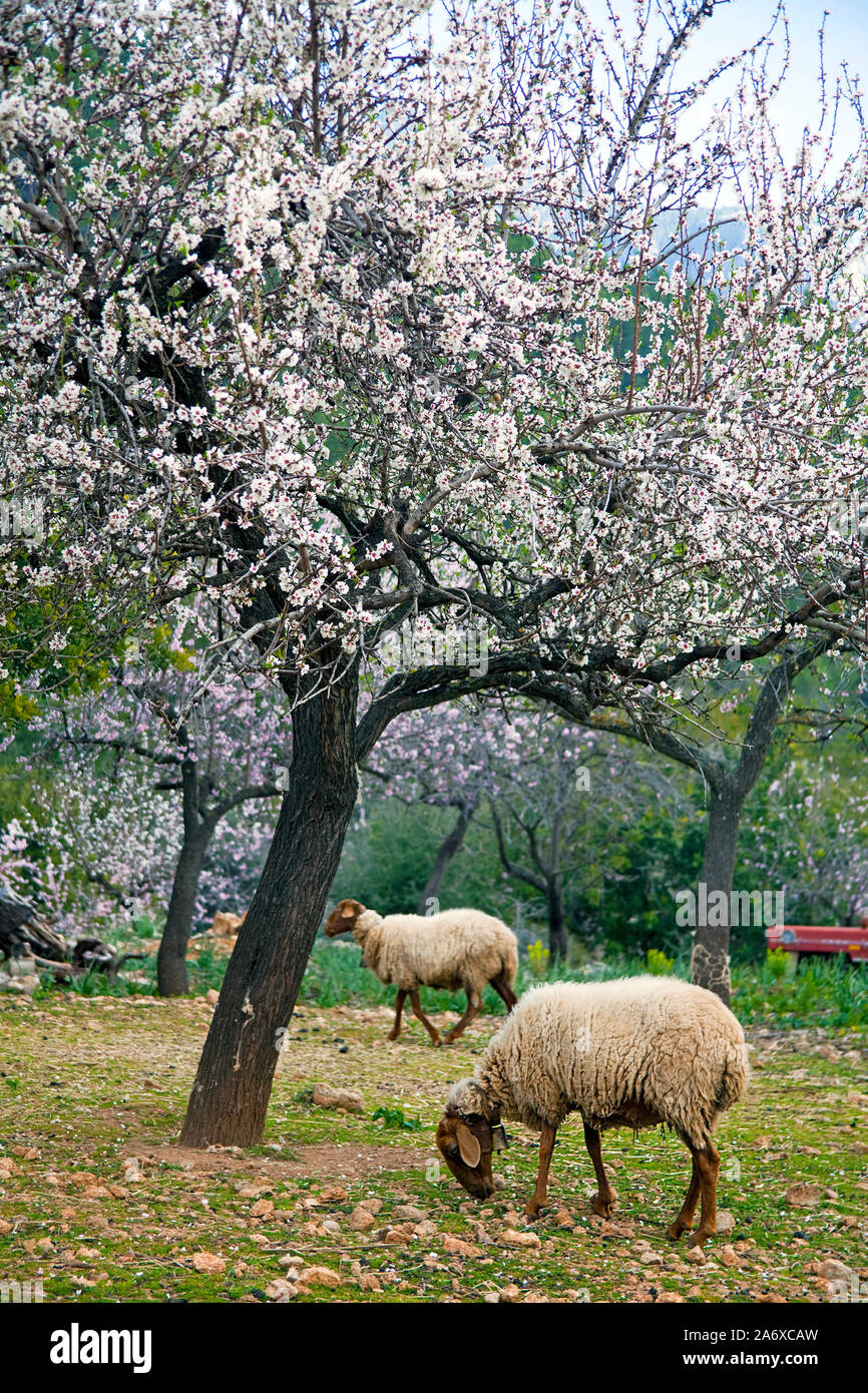 Les moutons (Ovis orientalis bélier), le pâturage, l'amandier en fleurs à Alaró, Serra de Tramuntana, à Majorque, Baléares, Espagne, Île-Baleraric Banque D'Images