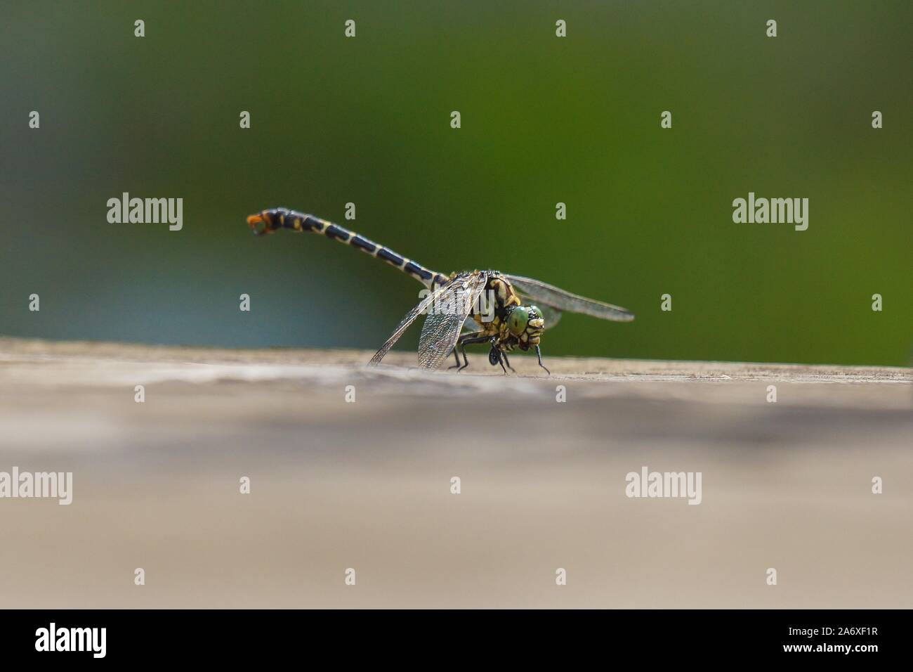 Un gros plan selective focus shot d'une libellule à la peine Banque D'Images