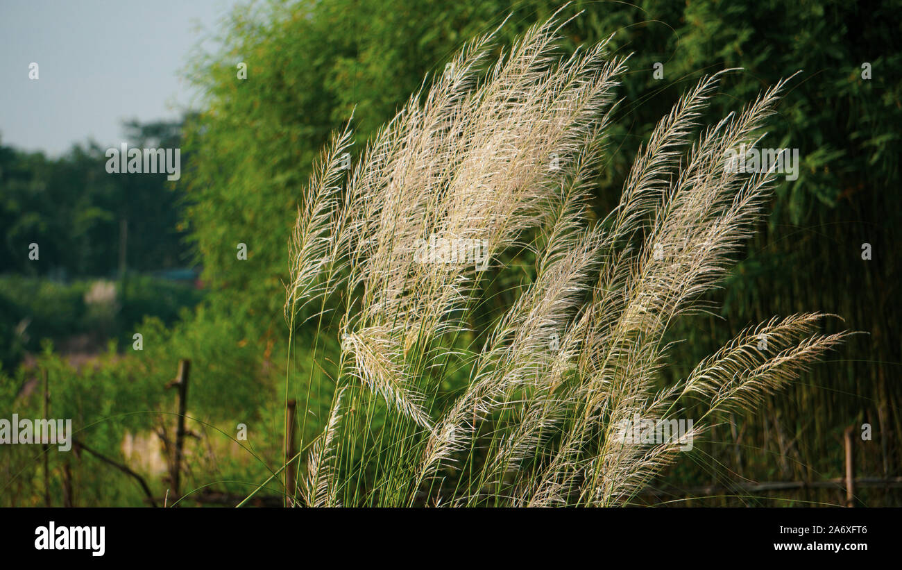 Bengali : Kashful. Nom commun : la canne à sucre sauvage. Nom botanique : Saccharum spontaneum. Kashful est habituellement trouvé à côté de la rivière du Bangladesh. Banque D'Images