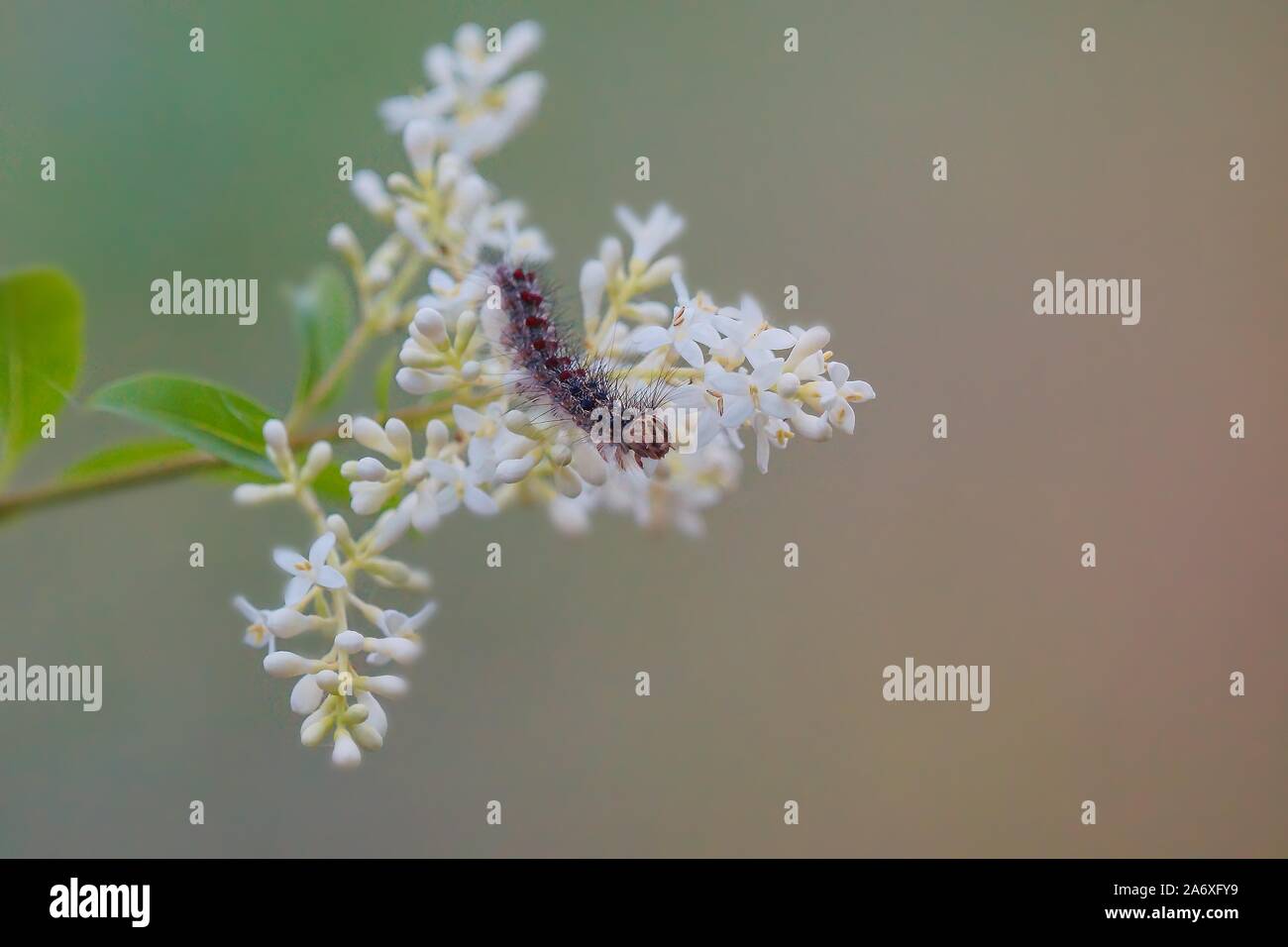 Une selective focus shot d'une chenille appréciant la compagnie d'une fleur blanche de Lobau, Vienne, Autriche Banque D'Images