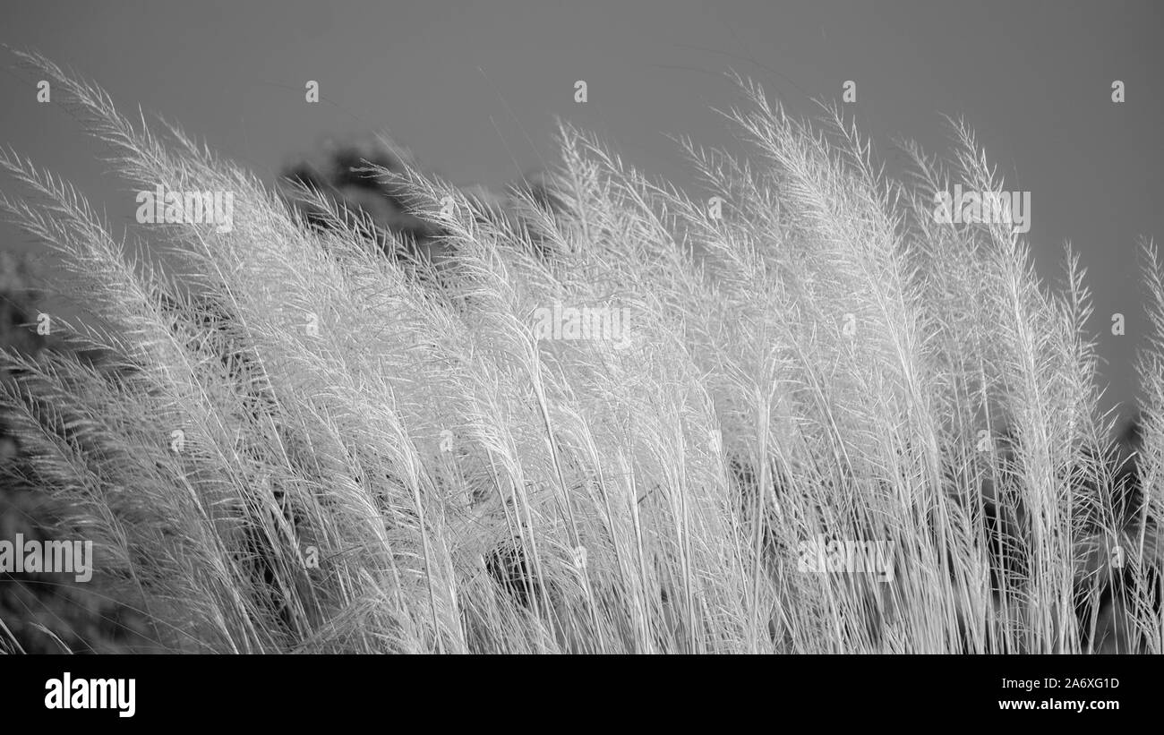 Bengali : Kashful. Nom commun : la canne à sucre sauvage. Nom botanique : Saccharum spontaneum. Kashful est habituellement trouvé à côté de la rivière du Bangladesh. Il b Banque D'Images