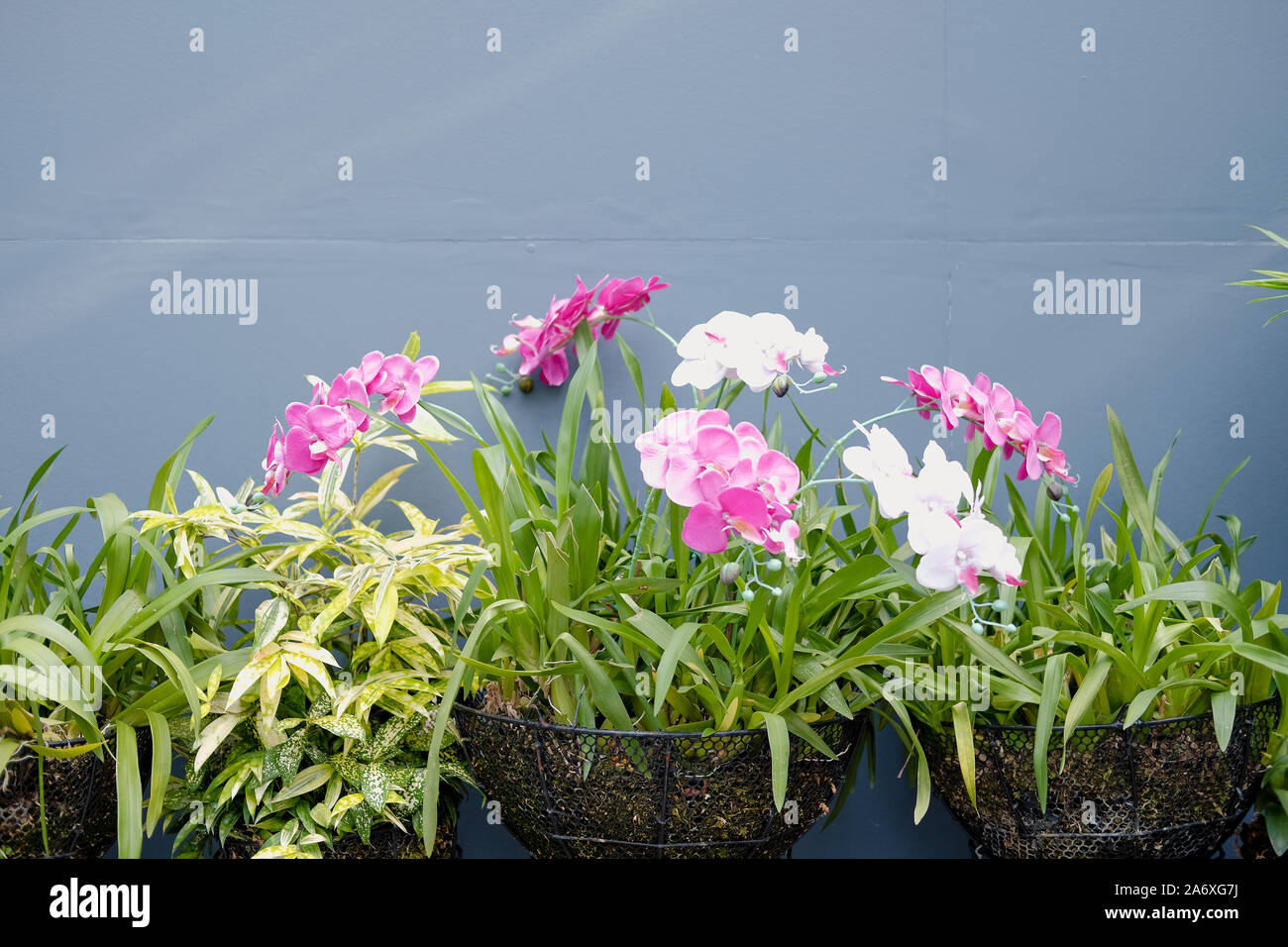 Orchidée phalaenopsis rose en fleurs fleur flore in garden Banque D'Images