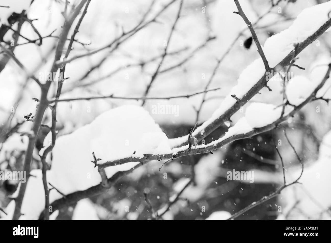 Branches d'arbres couverts de neige dans le jardin d'hiver. Noir et blanc fond naturel Banque D'Images