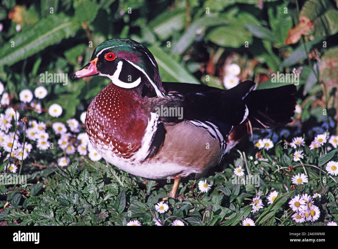 Le bois nord-américain ou Caroline 'Aix sponsa Canard'. Mâle en plumage nuptial. Wildfowl & Wetlands Trust. L'État de Washington. Tyne & Wear. L'Angleterre. Banque D'Images