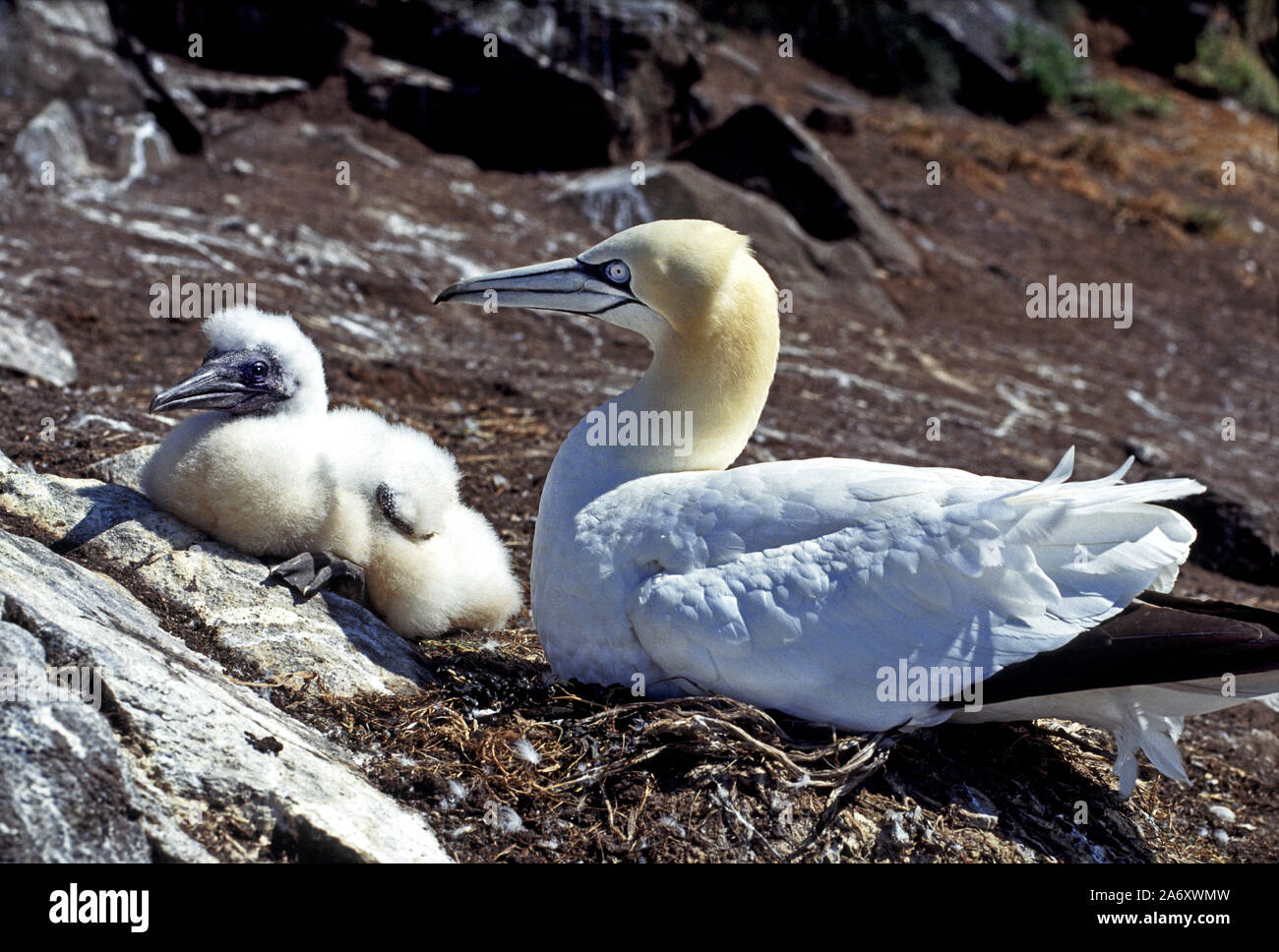 'MGannet orus bassanus' avec des adultes bien cultivé poussin. Bass Rock Ecosse Banque D'Images