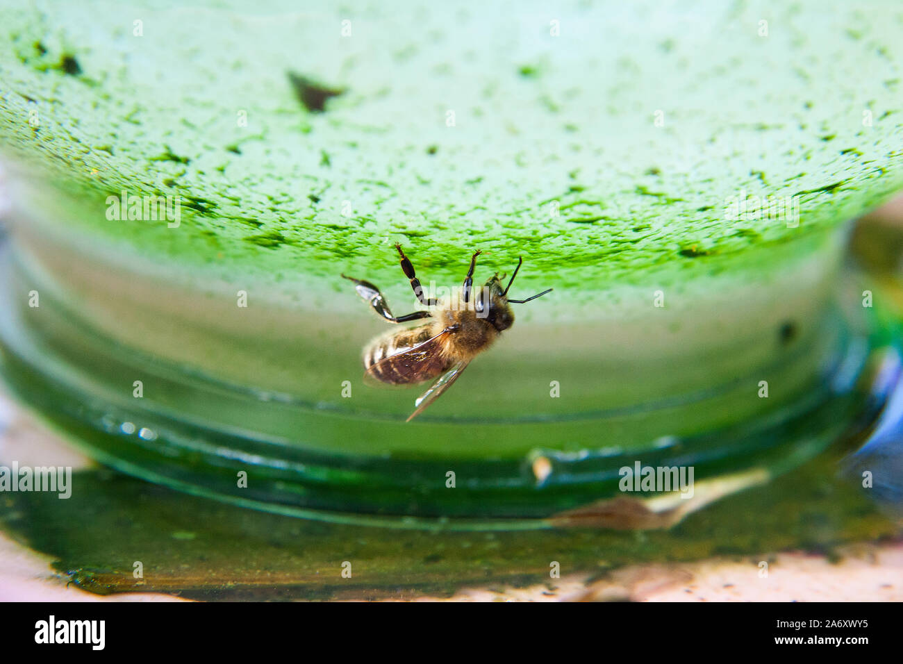 Travail de macro shot bee que boire de l'eau à chaude journée d'été. Banque D'Images