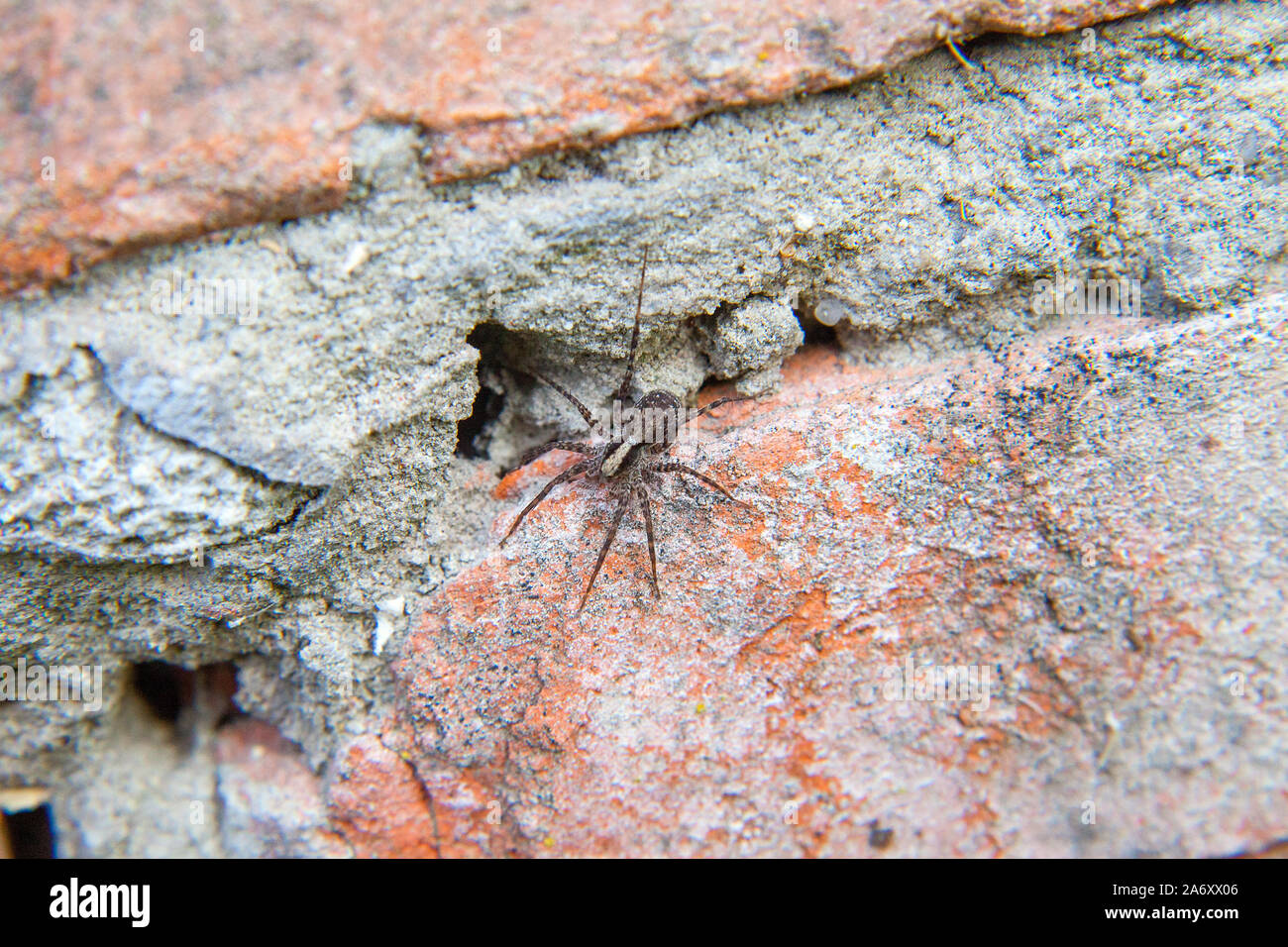 Plan Macro sur petite araignée gris sur fond brique. Petit / petite araignée peu atterrissage sur fond brique vintage. Banque D'Images