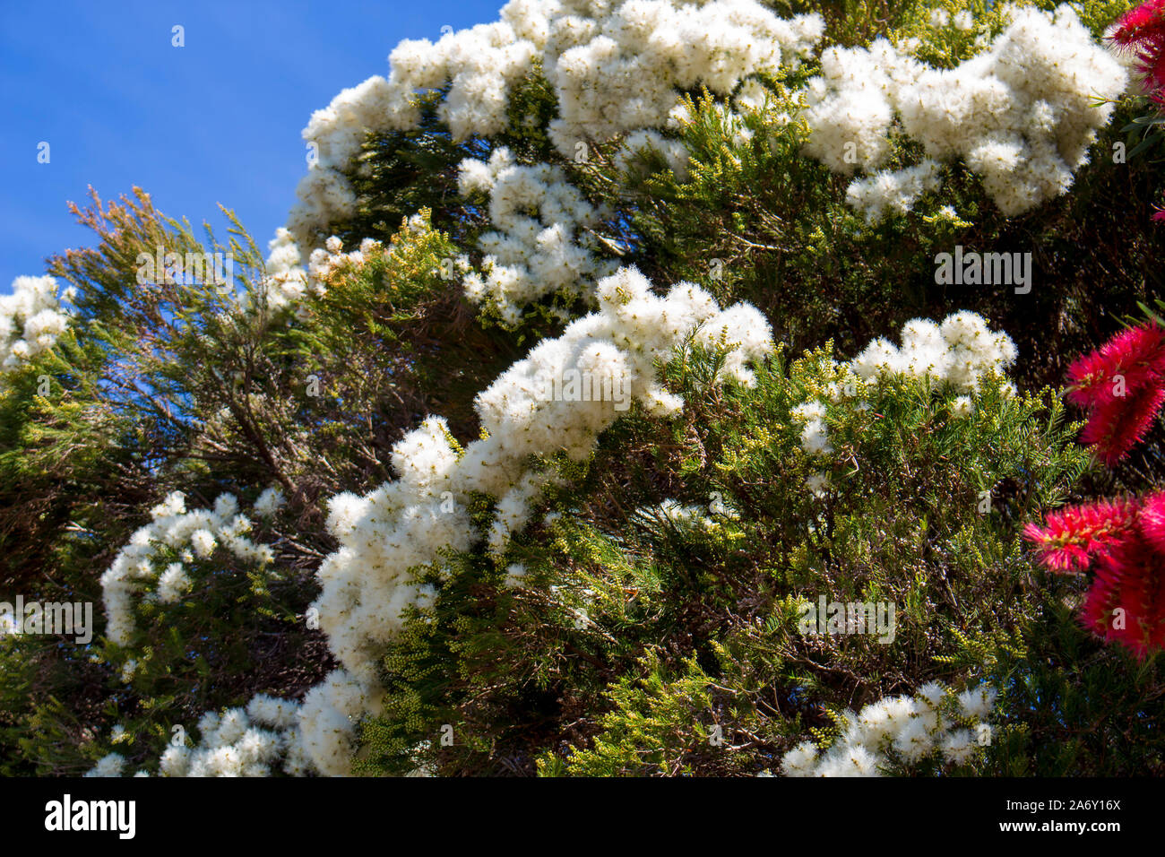Blanches fleurs de l'Australian Melaleuca linariifolia, la neige en été, paperbark à feuilles étroites, ou à feuilles de lin avec le feuillage dense paperbark bombé. Banque D'Images