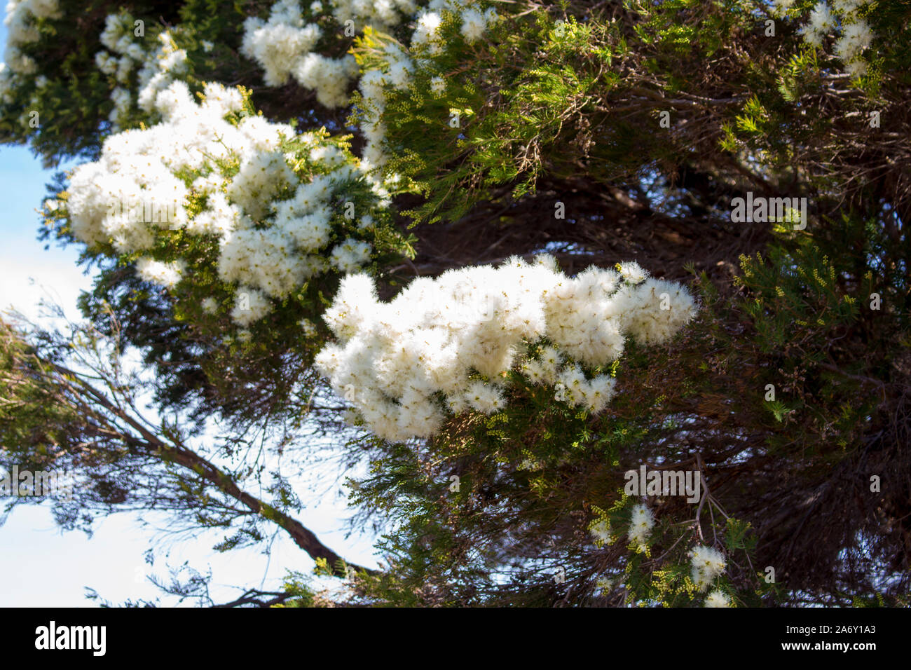 Blanches fleurs de l'Australian Melaleuca linariifolia, la neige en été, paperbark à feuilles étroites, ou à feuilles de lin avec le feuillage dense paperbark bombé. Banque D'Images