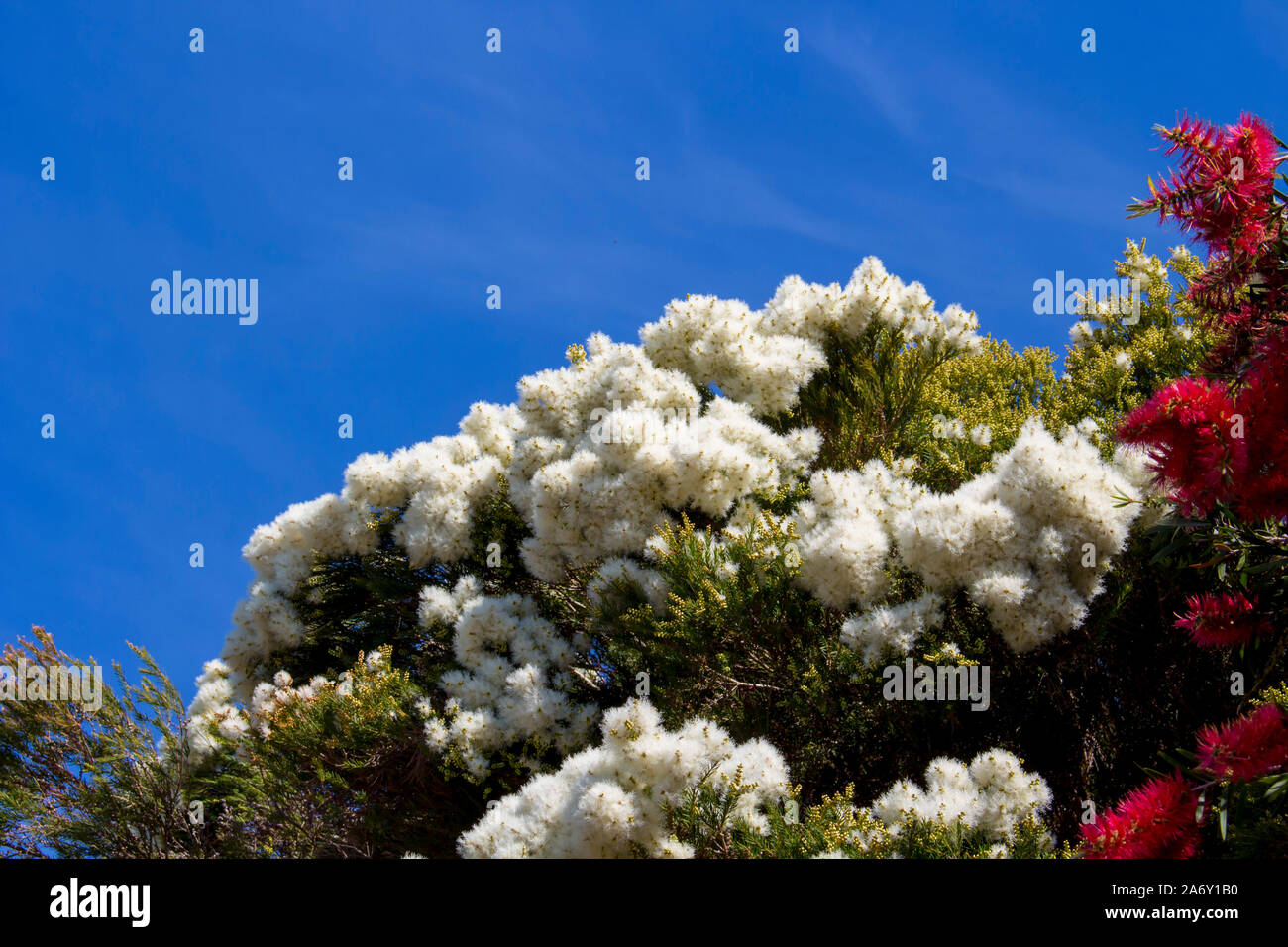 Blanches fleurs de l'Australian Melaleuca linariifolia, la neige en été, paperbark à feuilles étroites, ou à feuilles de lin avec le feuillage dense paperbark bombé. Banque D'Images