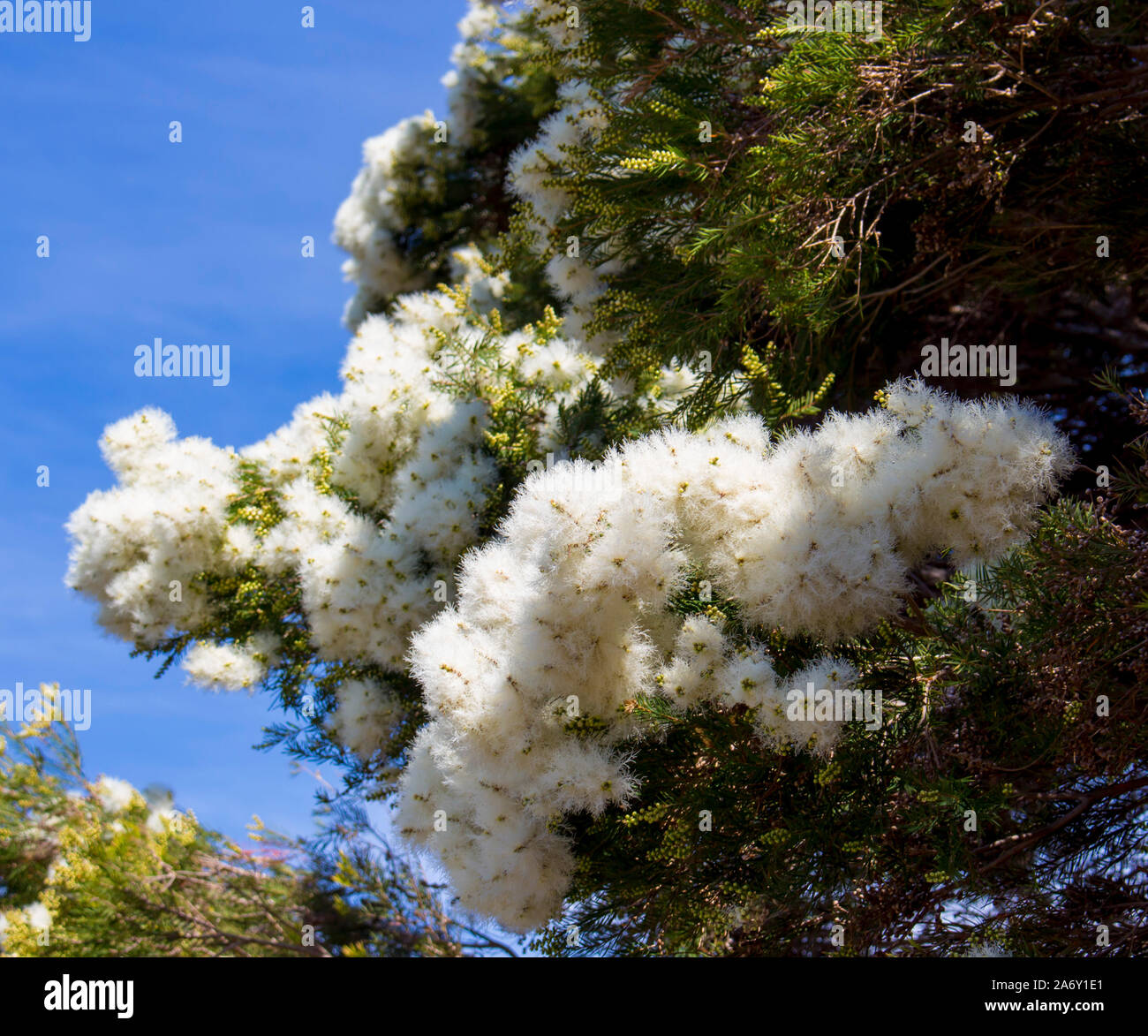 Blanches fleurs de l'Australian Melaleuca linariifolia, la neige en été, paperbark à feuilles étroites, ou à feuilles de lin avec le feuillage dense paperbark bombé. Banque D'Images