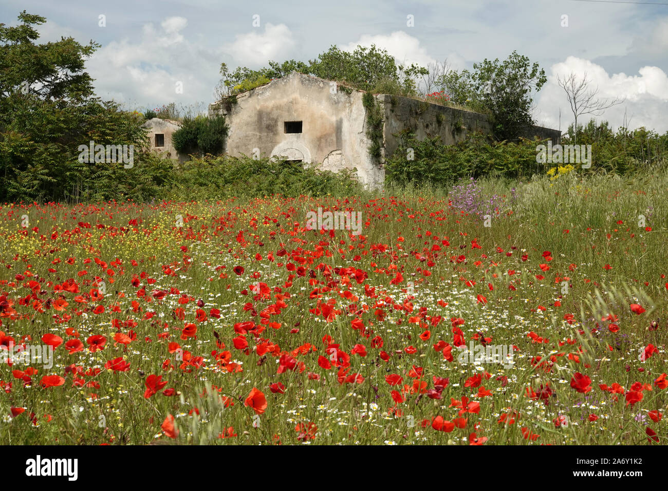 Italie, Pouilles, grassfield avec fleurs et ancienne ferme Banque D'Images