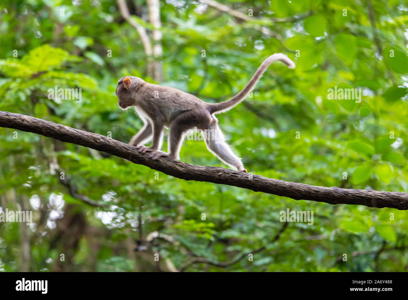 Monkey sitting on tree branch dans l'obscurité de la forêt tropicale dans le parc national de Sanjay Gandhi Mumbai Maharashtra en Inde. Banque D'Images