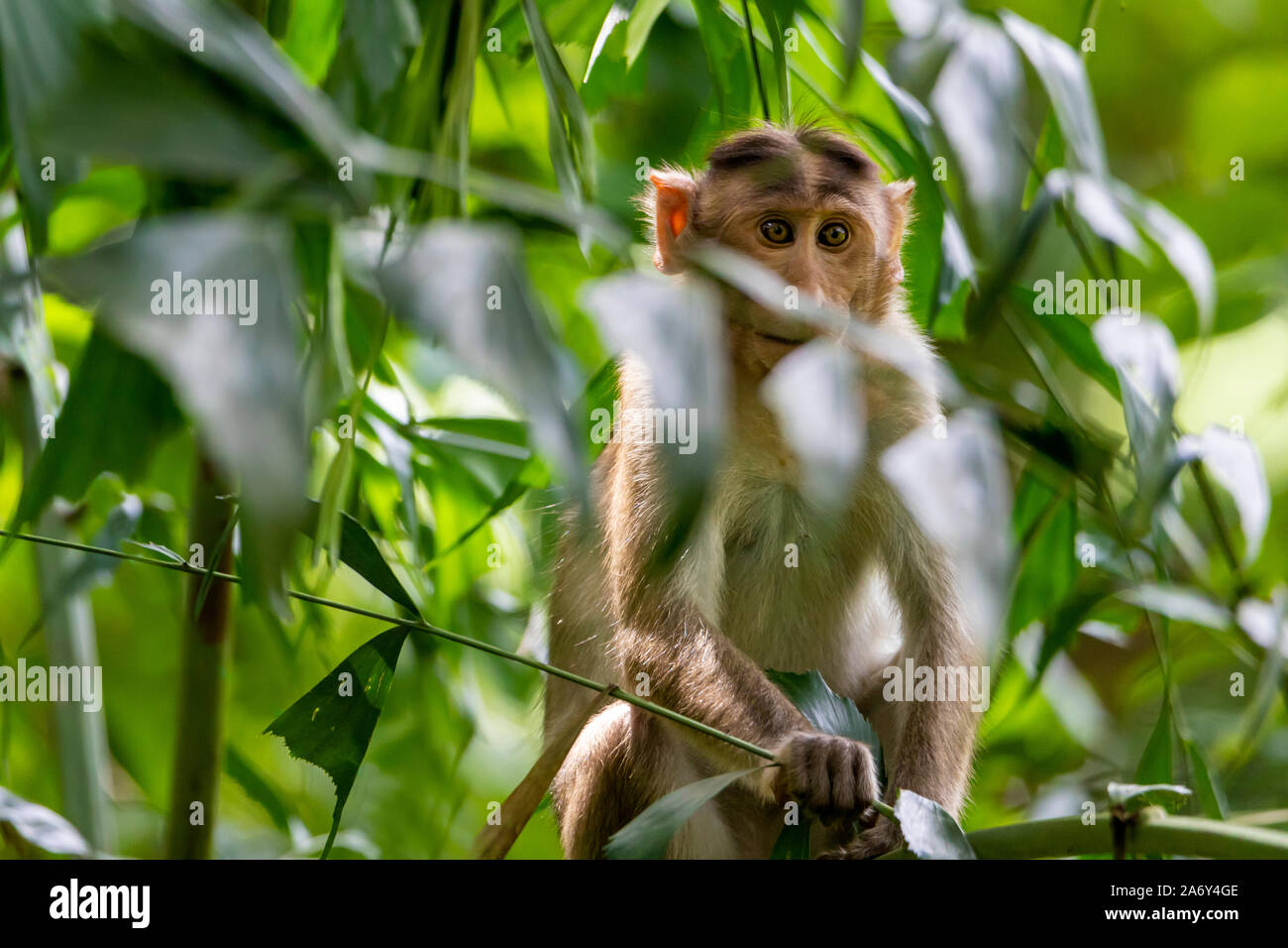 Monkey sitting on tree branch dans l'obscurité de la forêt tropicale dans le parc national de Sanjay Gandhi Mumbai Maharashtra en Inde. Banque D'Images