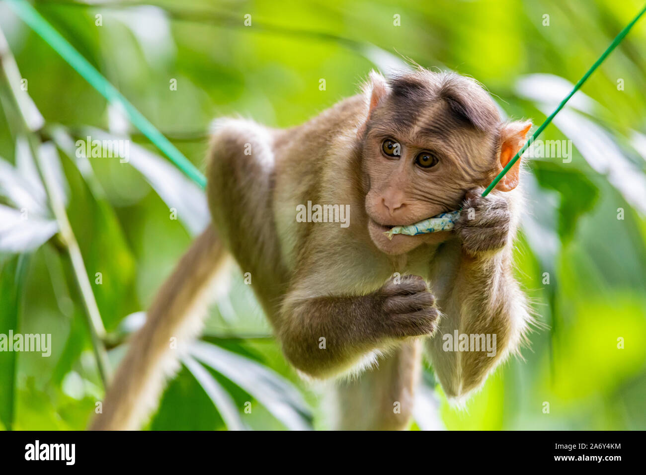 Monkey sitting on tree branch dans l'obscurité de la forêt tropicale dans le parc national de Sanjay Gandhi Mumbai Maharashtra en Inde. Banque D'Images