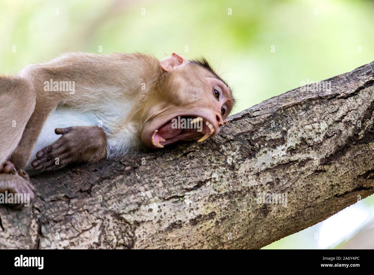 Monkey sitting on tree branch dans l'obscurité de la forêt tropicale dans le parc national de Sanjay Gandhi Mumbai Maharashtra en Inde. Banque D'Images