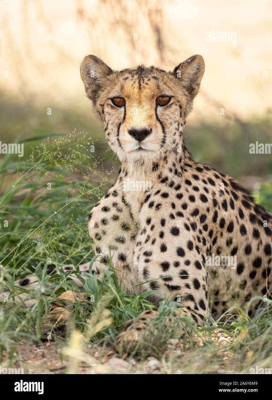 Cheetah se reposant à l'ombre de la chaleur de la journée dans le parc national de Kalahari en Afrique du Sud Banque D'Images