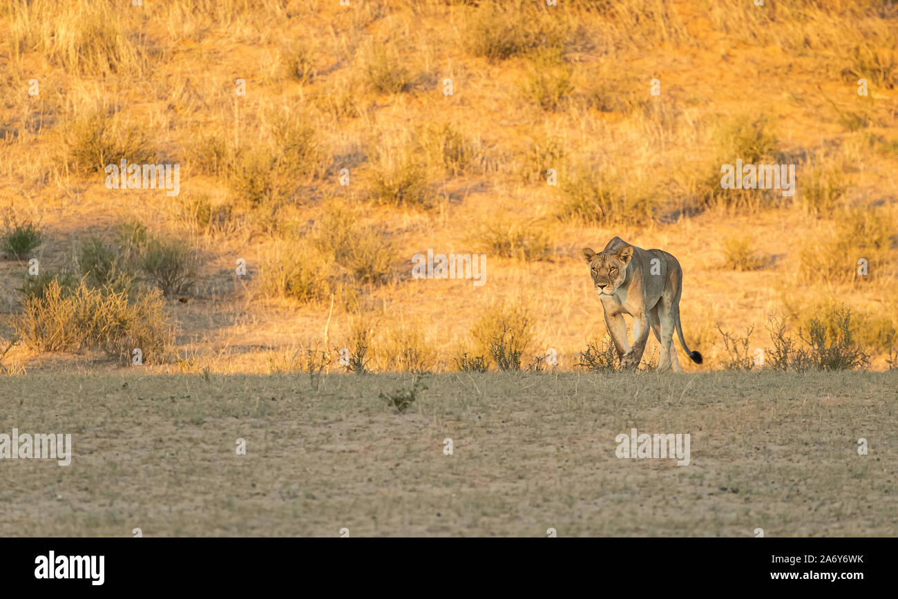 Lioness marchant dans le Kalahari TransFrontier Park, Afrique du Sud Banque D'Images