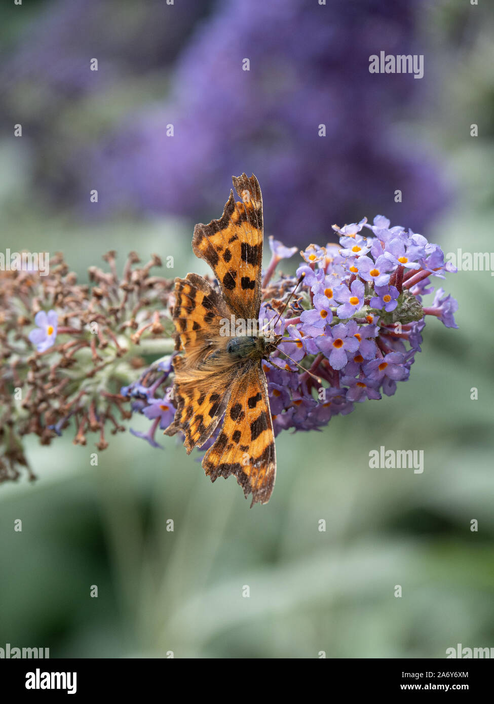 Une virgule les ailes de papillon propagation se nourrissent d'une fleur de Buddleia spkie Banque D'Images