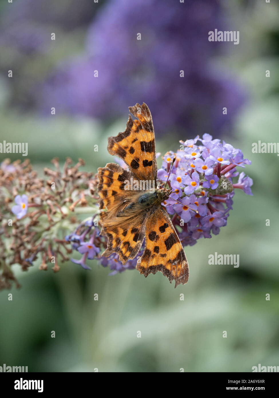Une virgule les ailes de papillon propagation se nourrissent d'une fleur de Buddleia spkie Banque D'Images