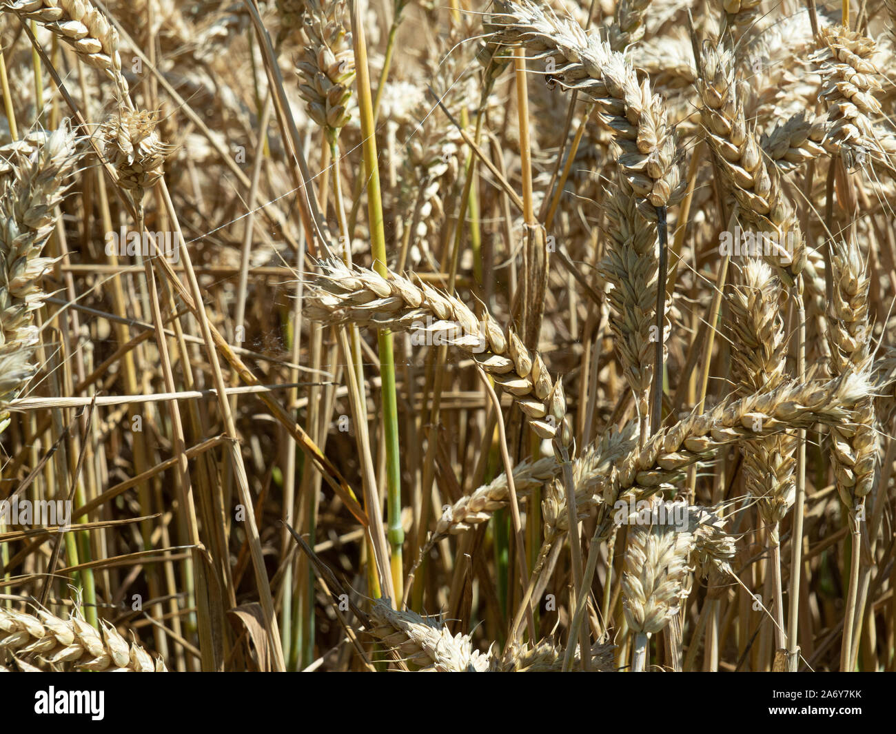 Un gros plan d'épis de blé prêt pour la récolte Banque D'Images