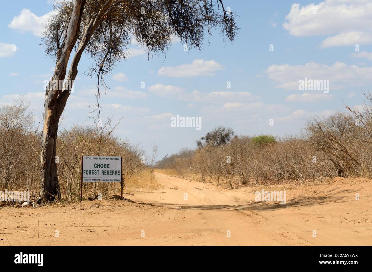 Piste de sable route à travers le Parc National de Chobe Chobe au Botswana réserve forestière du Sud Banque D'Images