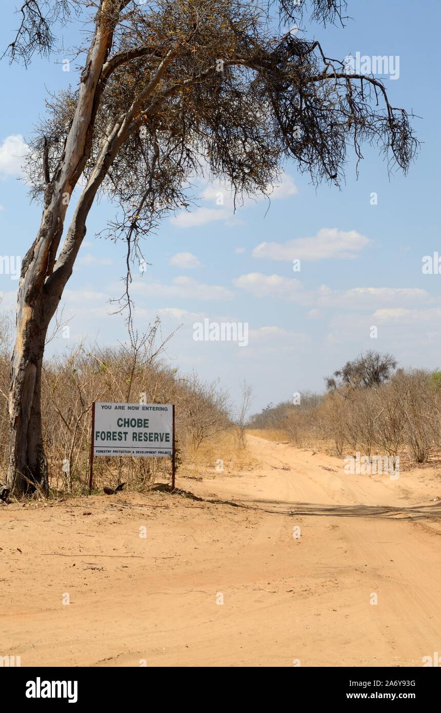 Piste de sable route à travers le Parc National de Chobe Chobe au Botswana réserve forestière du Sud Banque D'Images