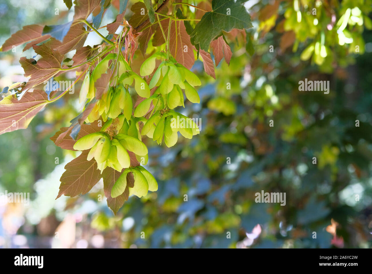 Les feuilles et les graines d'Acer palmatum ou érable palmé au printemps. Floue fond vert. Journée ensoleillée. Banque D'Images