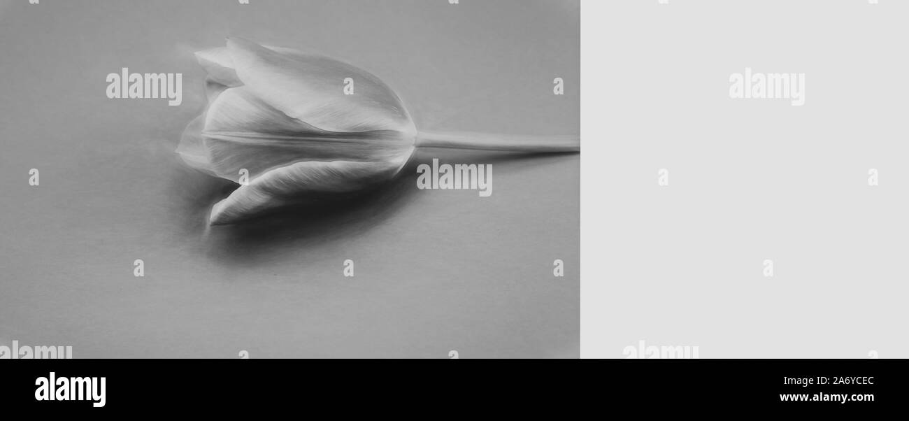 Tulip flower illustration sur un fond de papier Banque D'Images