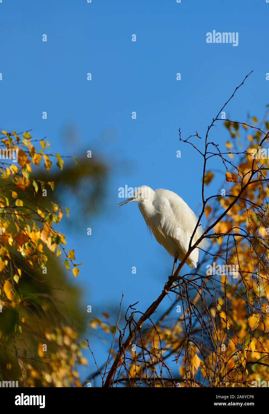 Aigrette garzette (Egretta garzetta) perché dans un arbre en hiver, village lâche, Kent, Angleterre. Banque D'Images