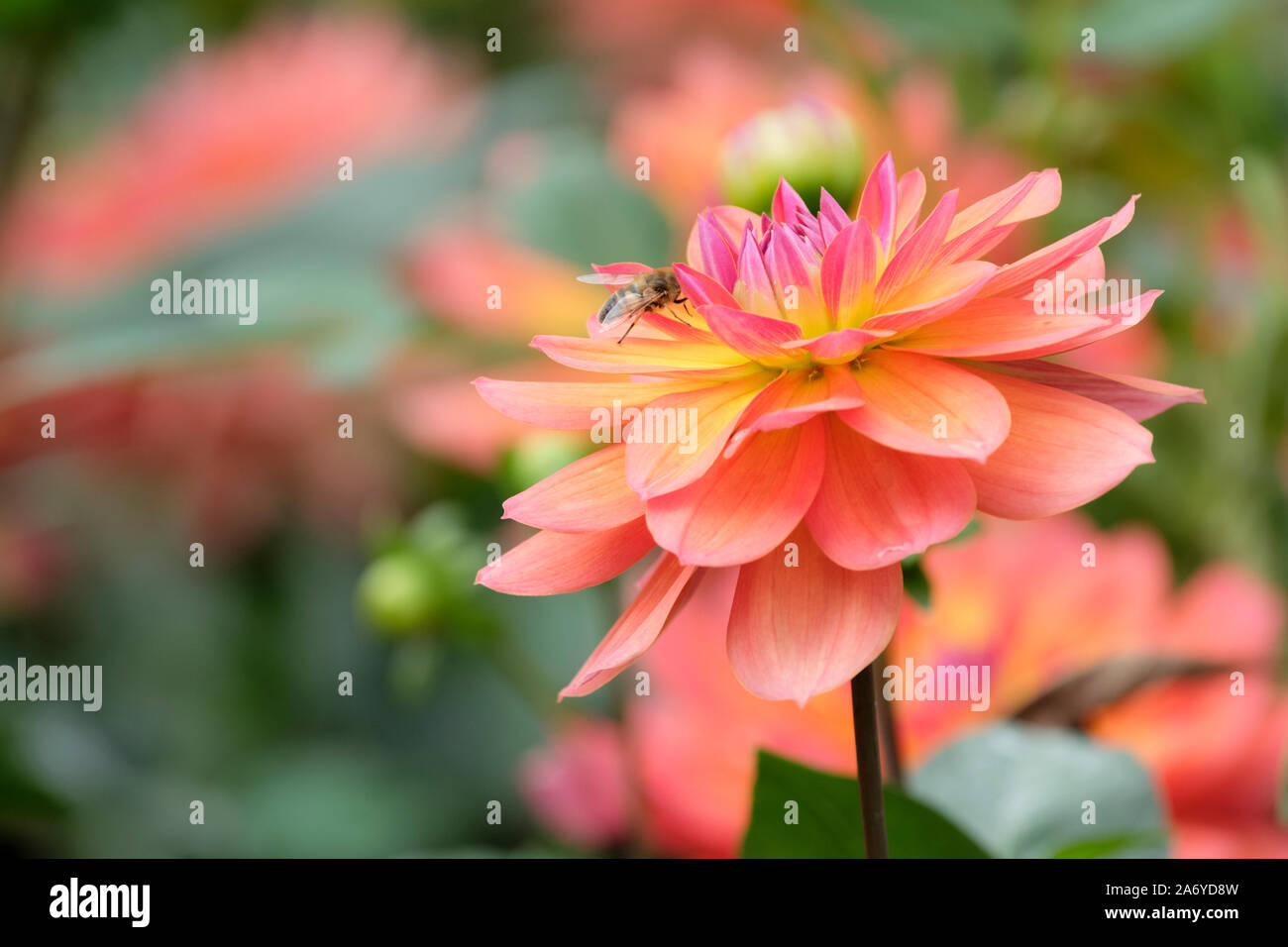 Close-up of dahlia nénuphar 'pot' Banque D'Images