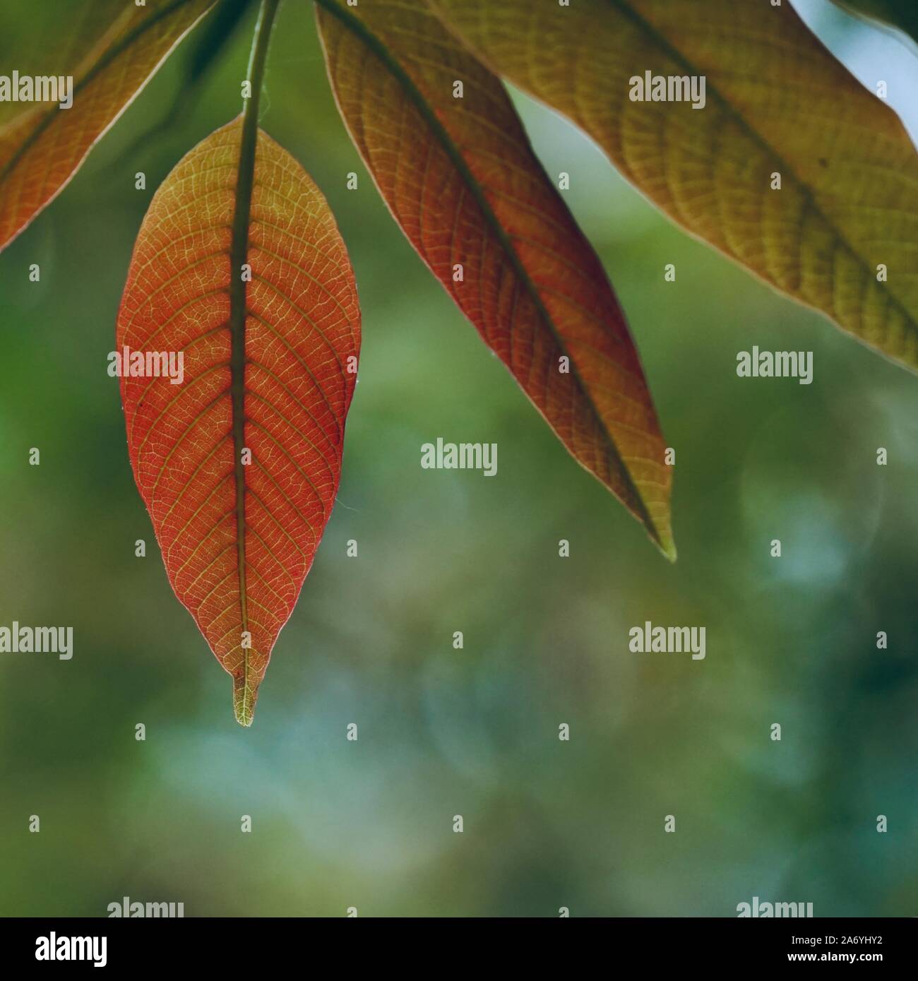 Le rouge et le vert les feuilles des arbres en automne dans la nature, couleurs d'automne Banque D'Images