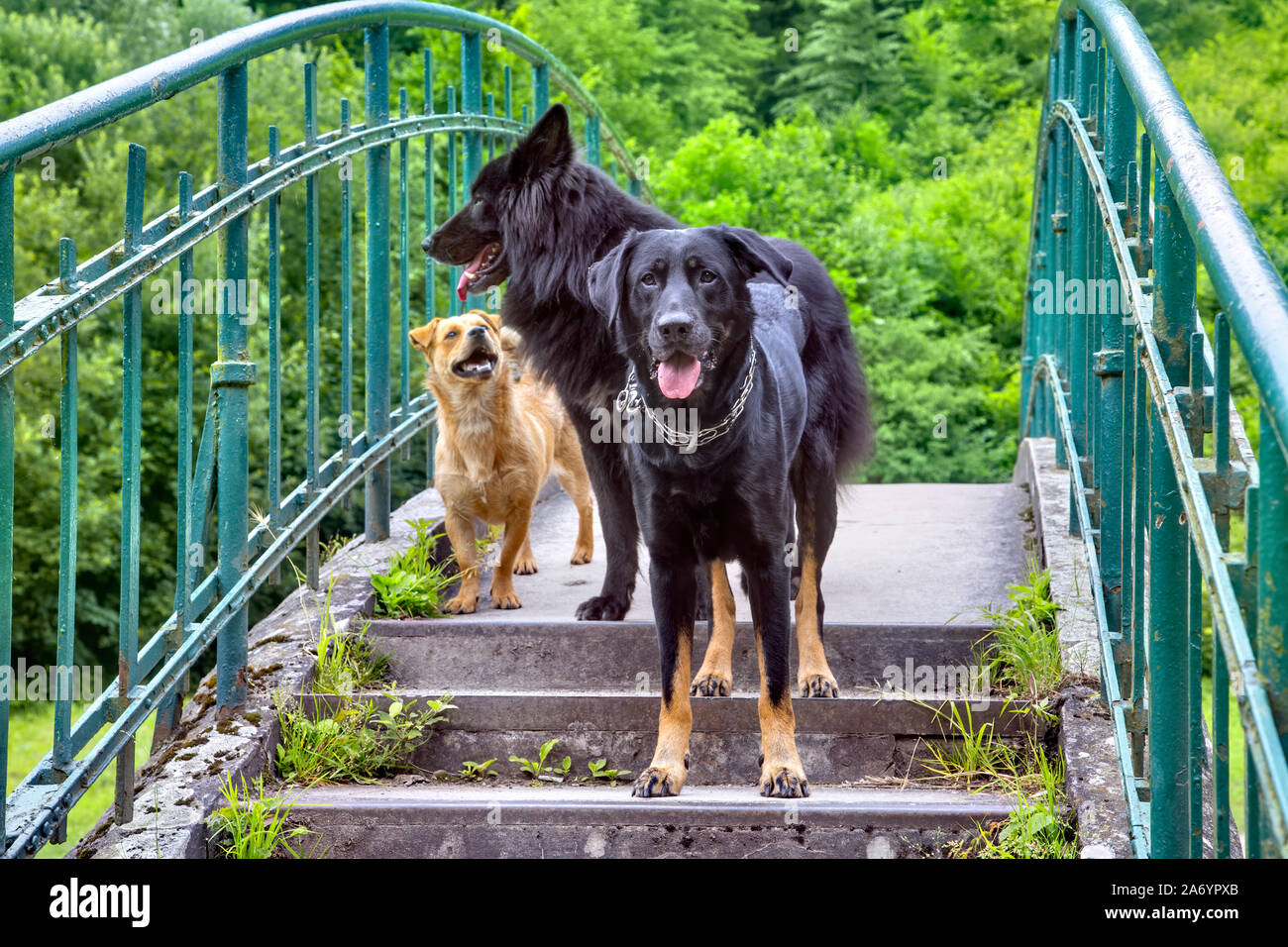 Deux chiens de berger allemand noir jouant sur les bords de la rivière Banque D'Images