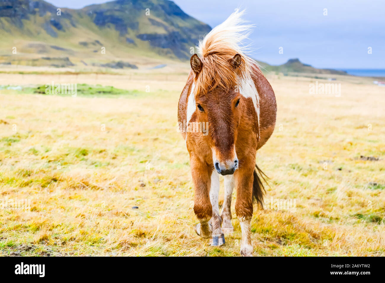 Pinto cheval islandais de couleur Banque D'Images