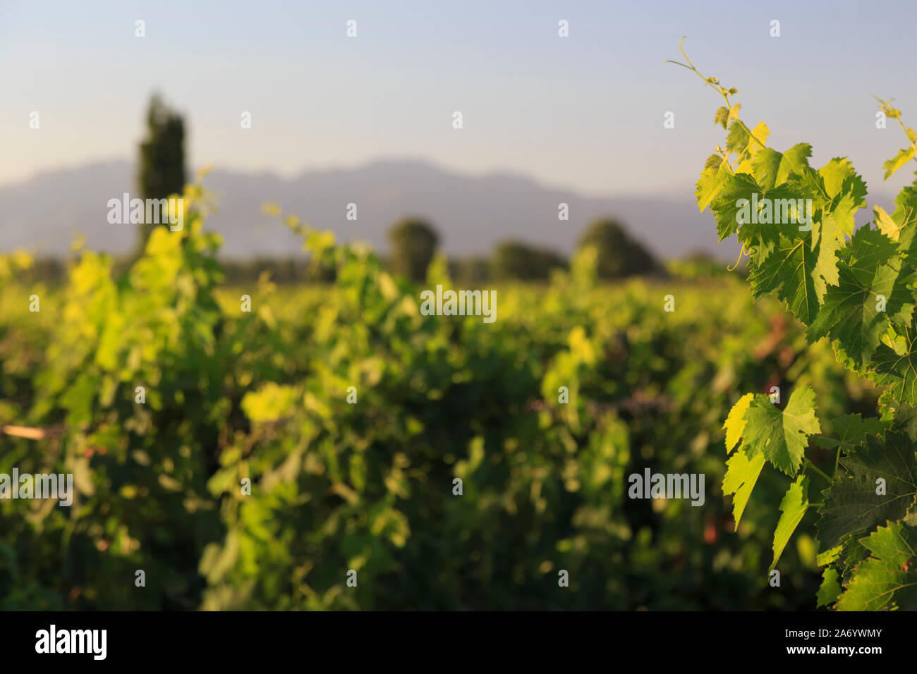 L'Argentine, Mendoza, Malbec Lujan de Cuyo, vignobles de raisin Banque D'Images
