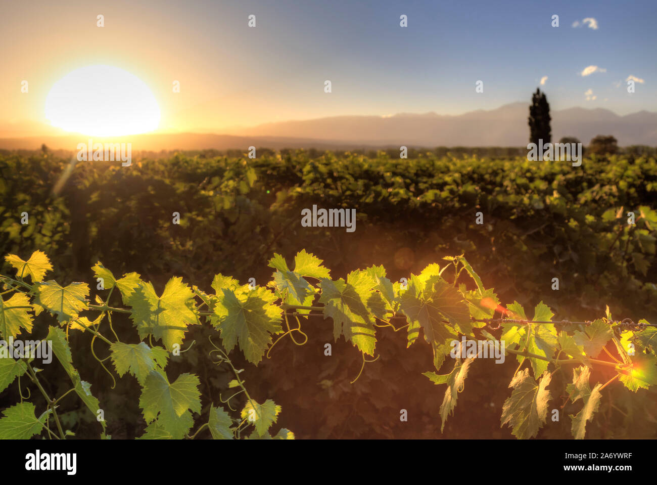 L'Argentine, Mendoza, Malbec Lujan de Cuyo, vignobles de raisin Banque D'Images