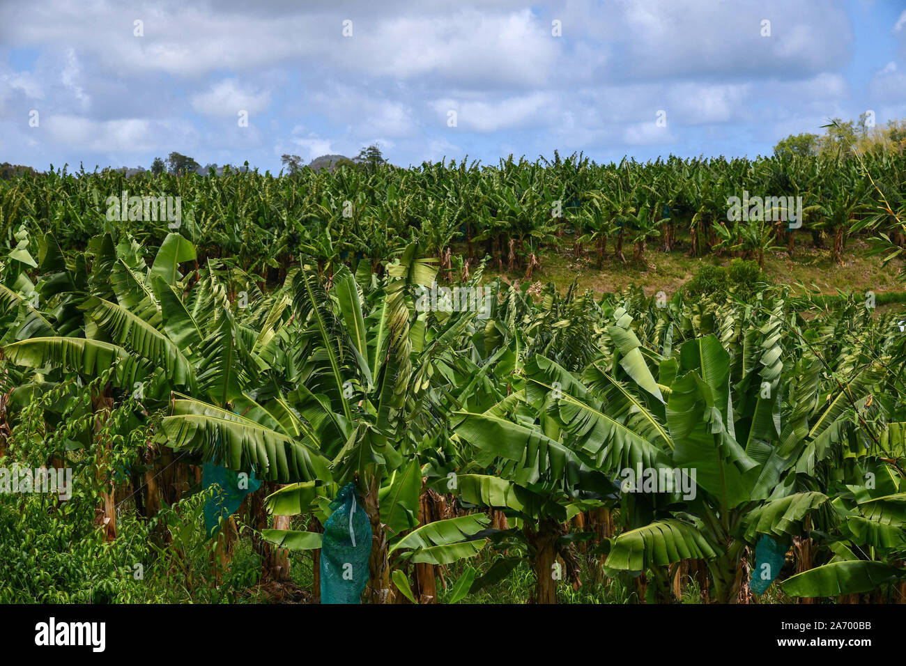 Martinique, plantations de bananes dans la région de Le François. Les plantations de banane, de la production de bananes de la Martinique Banque D'Images