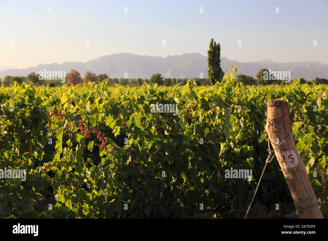 L'Argentine, Mendoza, Malbec Lujan de Cuyo, vignobles de raisin Banque D'Images