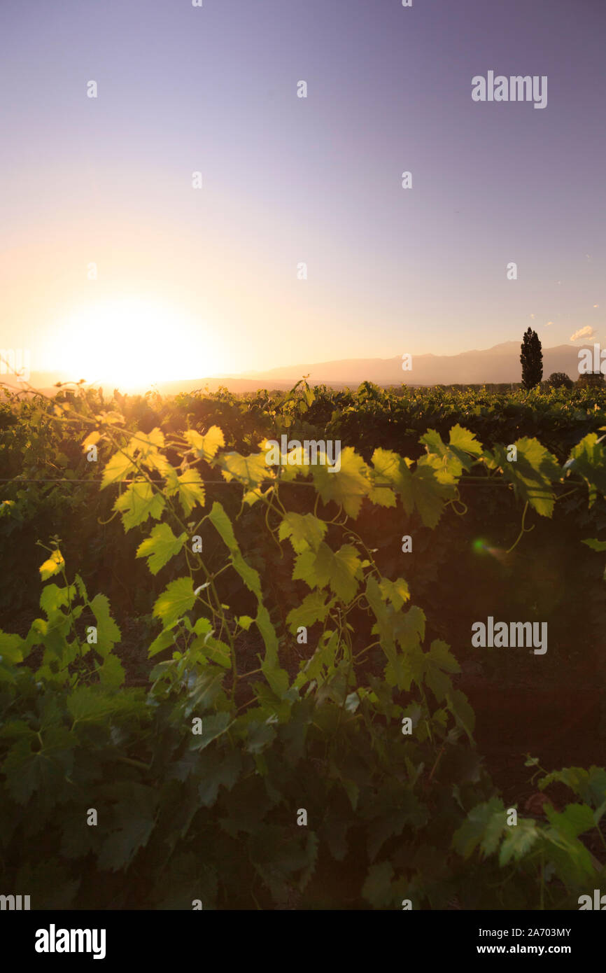 L'Argentine, Mendoza, Malbec Lujan de Cuyo, vignobles de raisin Banque D'Images