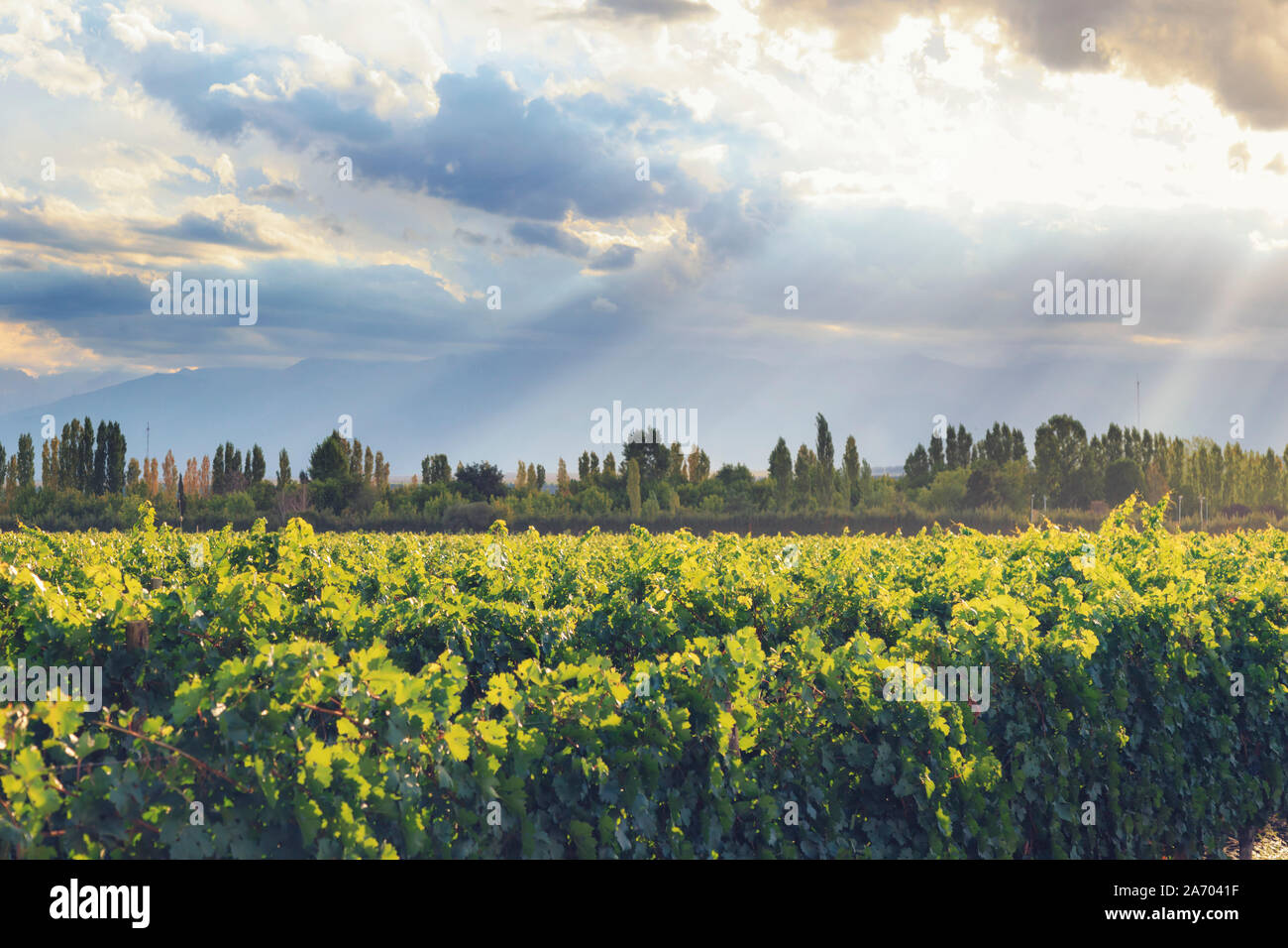 L'Argentine, Mendoza, Malbec Lujan de Cuyo, vignobles de raisin Banque D'Images