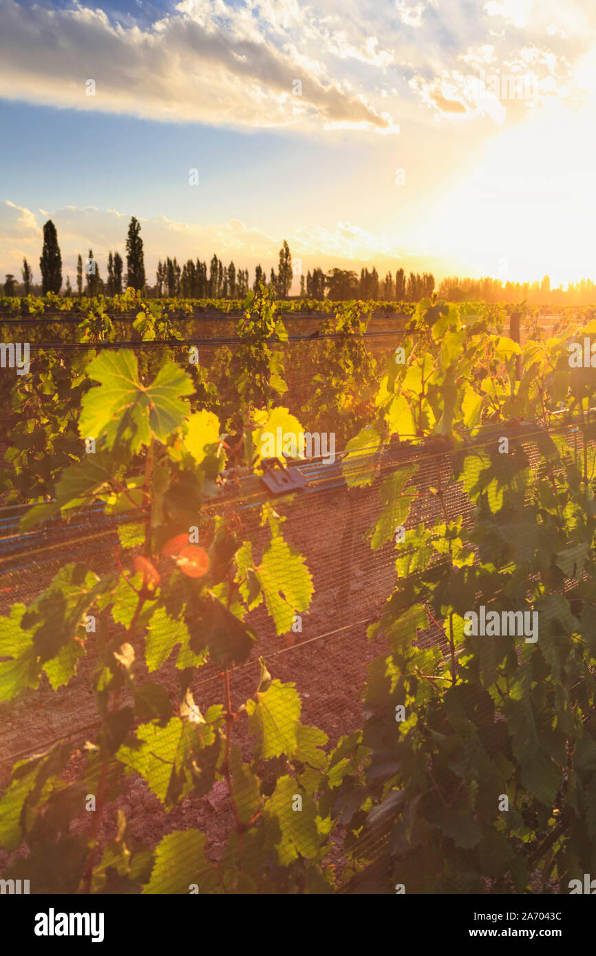 L'Argentine, Mendoza, Malbec Lujan de Cuyo, vignobles de raisin Banque D'Images