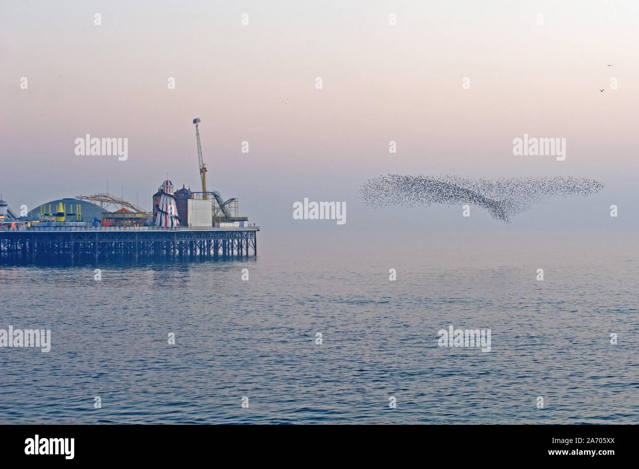 Un étourneau murmuration en forme de grand oiseau a lieu près de Brighton's Palace Pier. Banque D'Images