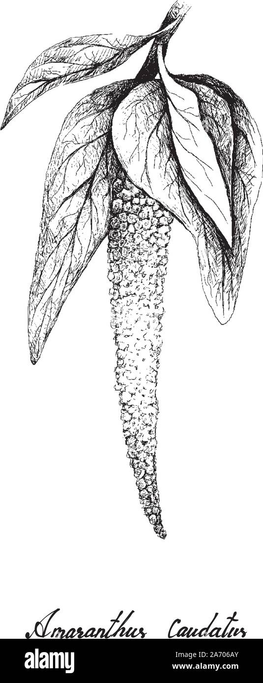 De légumes et d'herbes, Illustration de croquis à main ou d'Amarante Amaranthus cruentus Plant isolé sur un fond blanc. Illustration de Vecteur