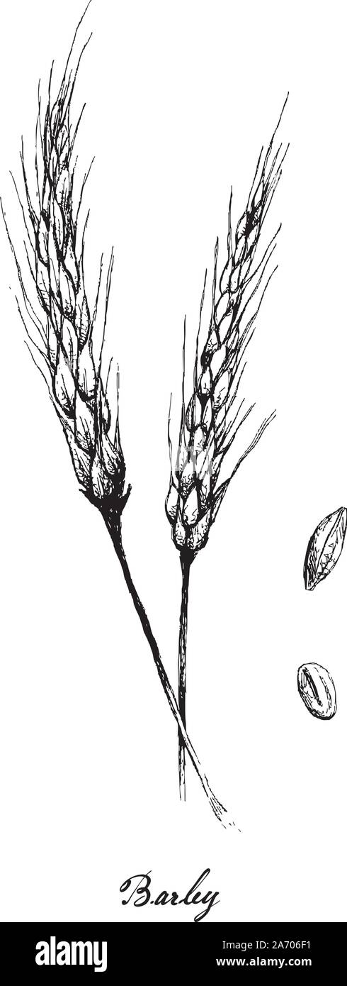 Illustration des tas de croquis à la main ou de l'orge Hordeum vulgare sur fond blanc, une source de matières fermentescibles pour la bière et composante de V Illustration de Vecteur